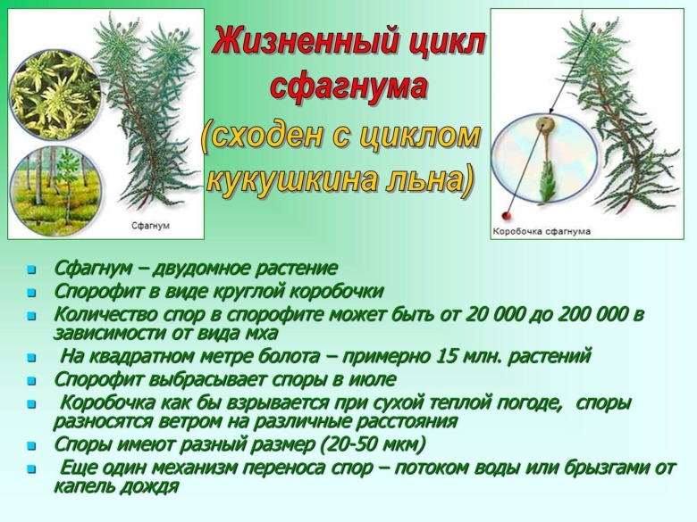 Жизненный цикл мха Кукушкин лен