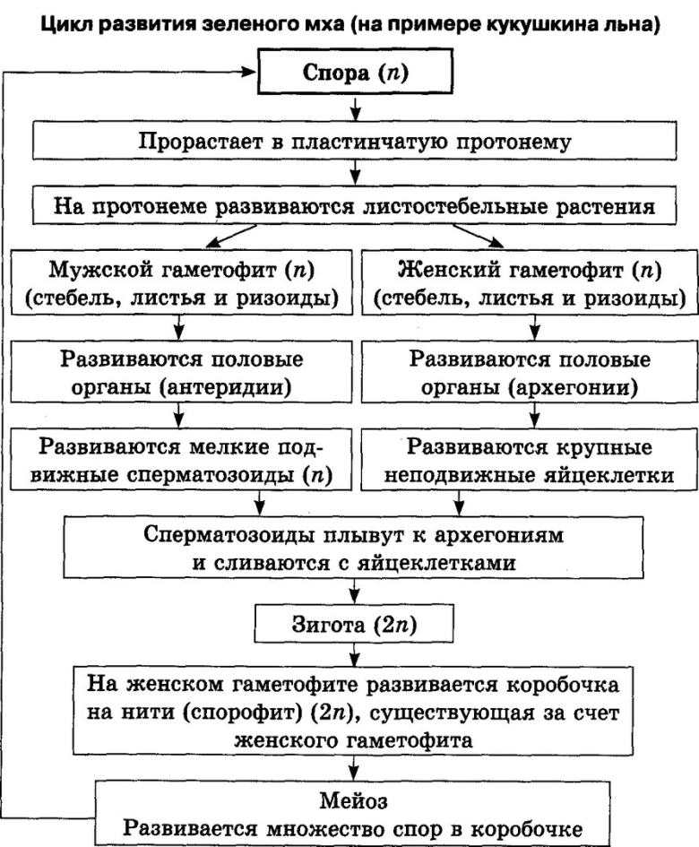 Цикл развития моховидных схема с описанием