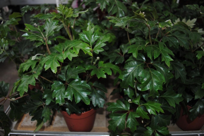 Циссус ромболистный