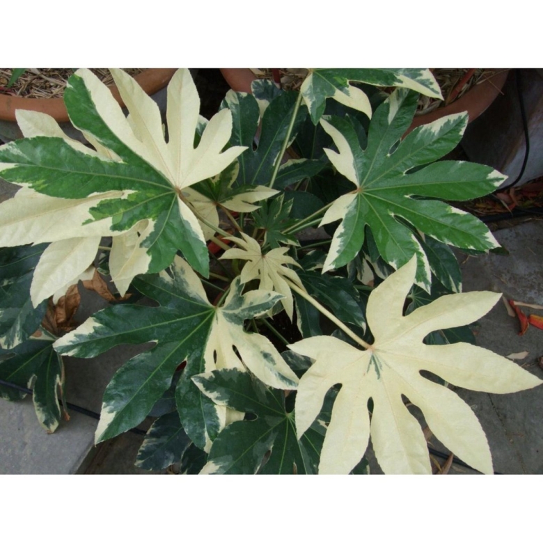 Фатсия Японика Вариегата