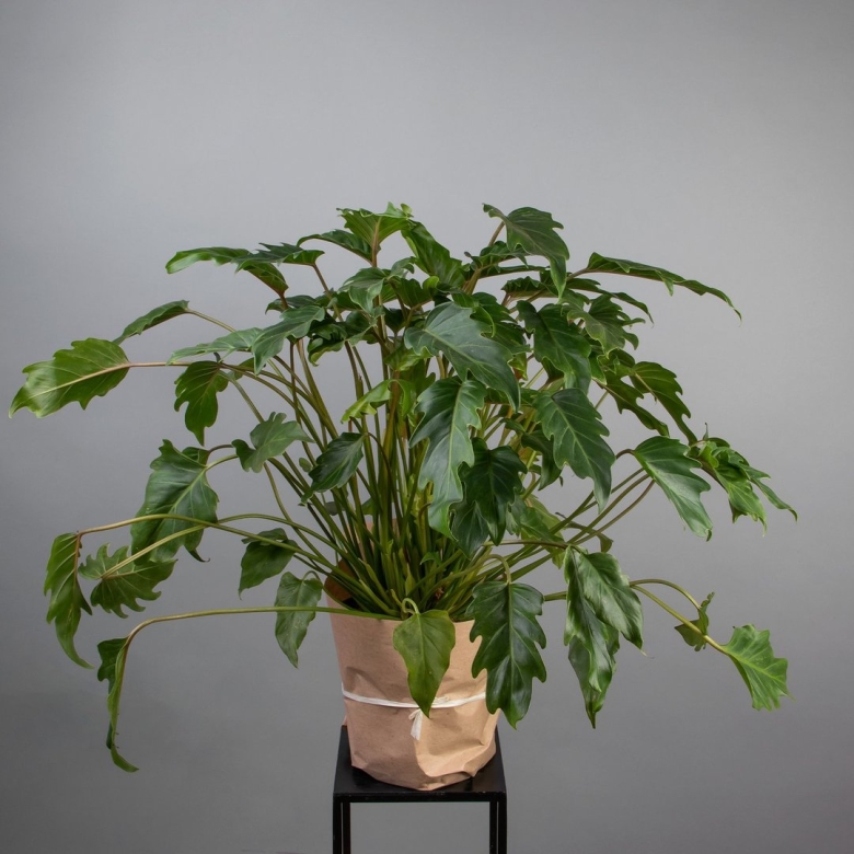 Филодендрон Педатум купить на авито