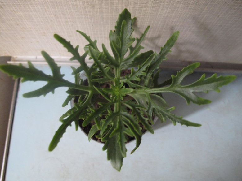 Оленьи рожки каланхоэ Лациниата