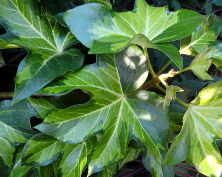 Плющ фатсхедера