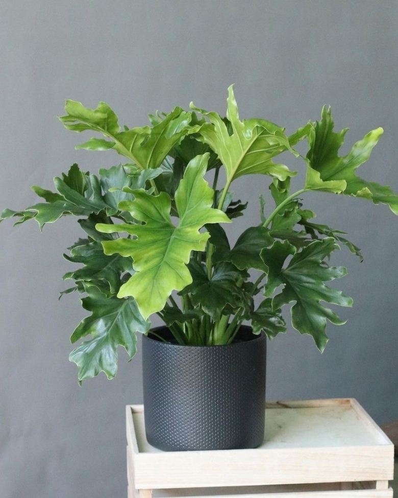 Диксис растение