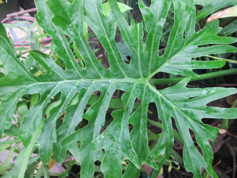 Филодендрон selloum