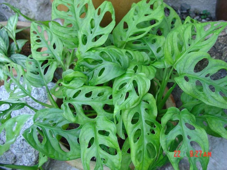 Монстера обликва leichtlinii