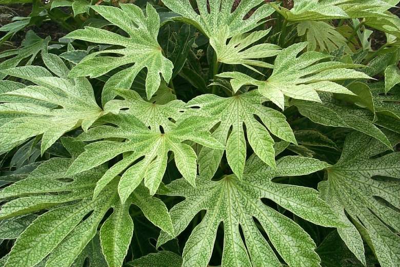 Фатсия японская Аралия