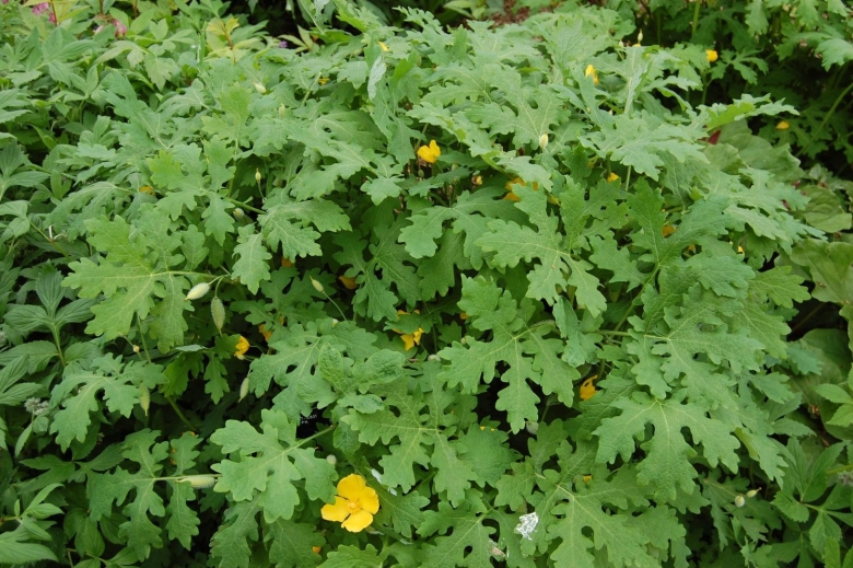 Цветок с резными листьями садовый