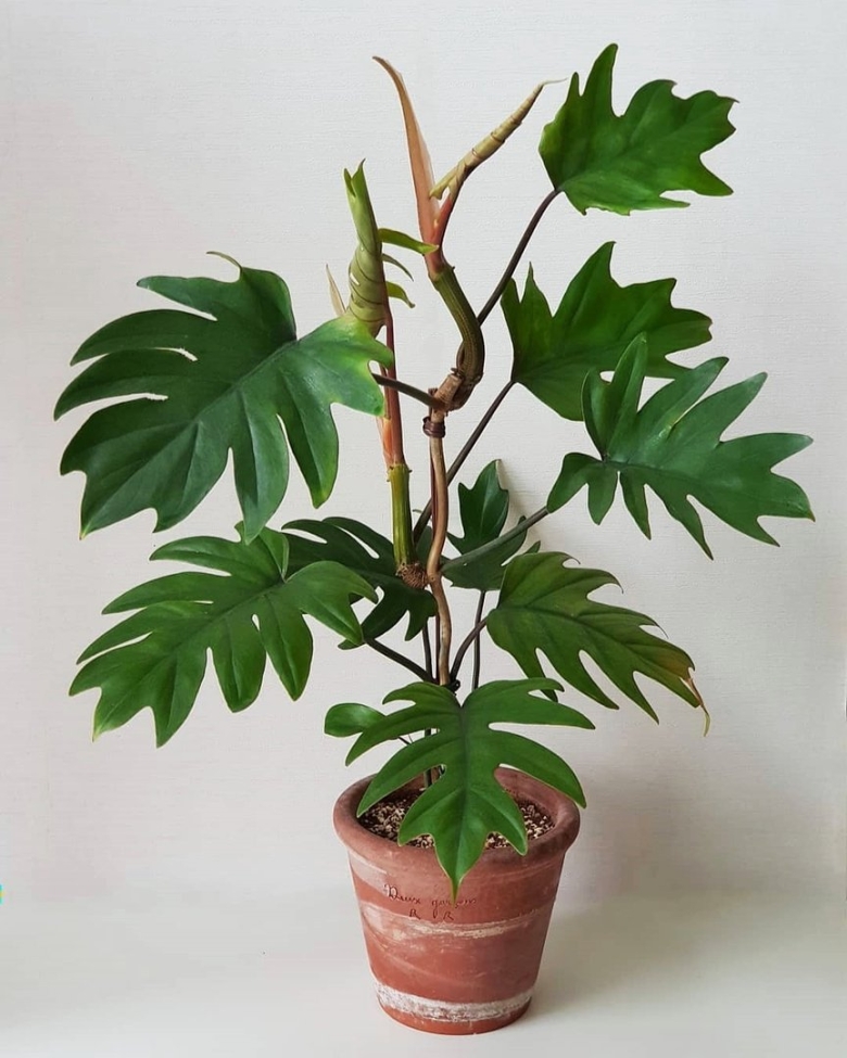 Филодендрон дваждыперистый