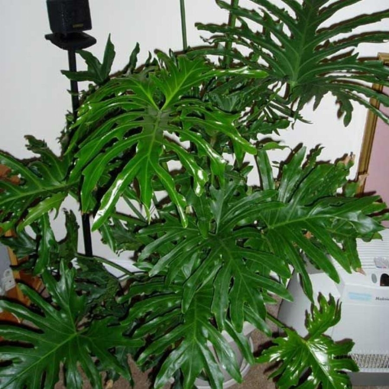 Филодендрон Селло мексиканский змей