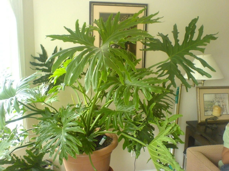 Филодендрон Селло мексиканский змей