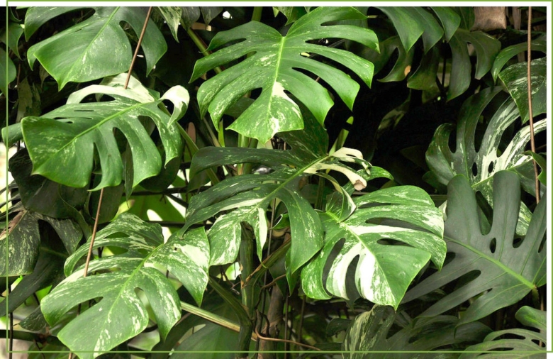Монстера крупнолистная