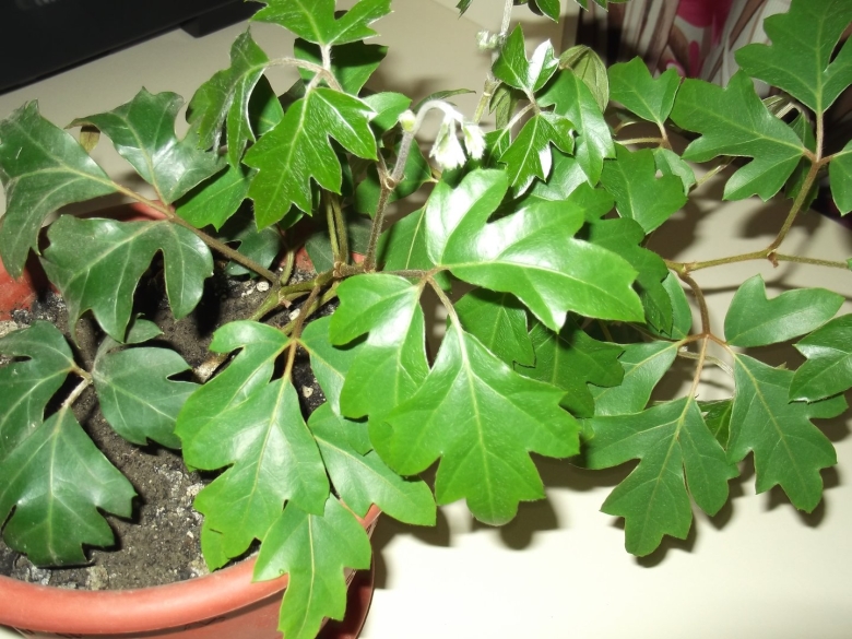 Роициссус Березка