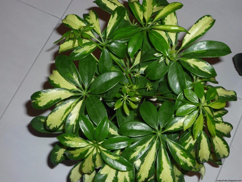 Шефлера цветок Шеффлера