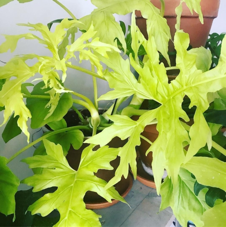 Филодендрон Варшевича вариегатный