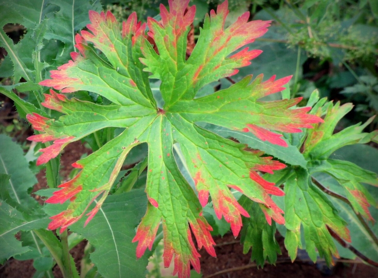 Резные листья