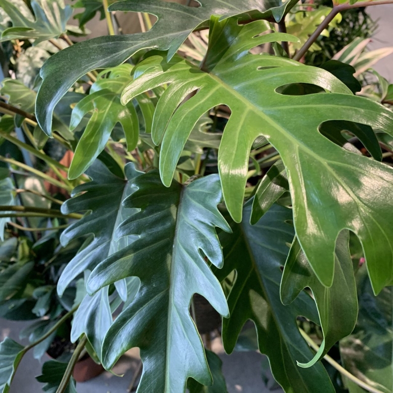 Филодендрон дваждыперистый