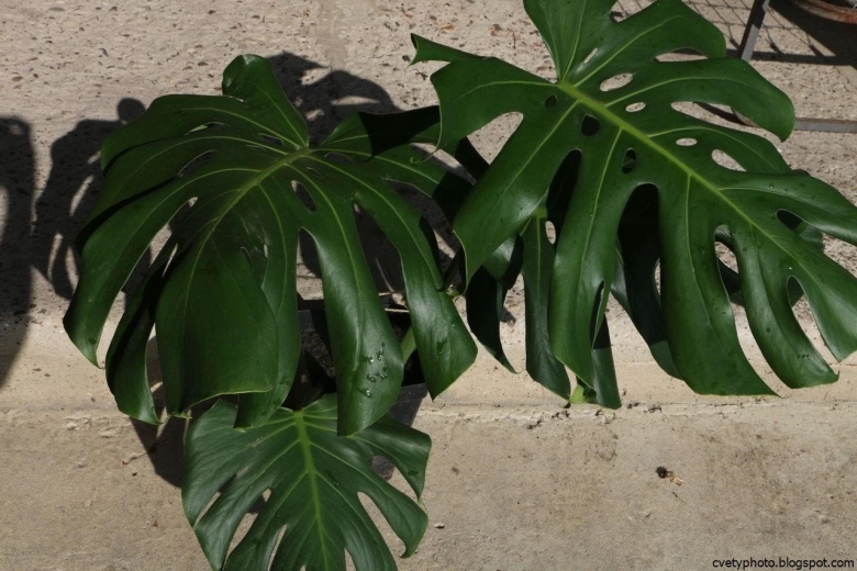 Пальма с большими лисьтья