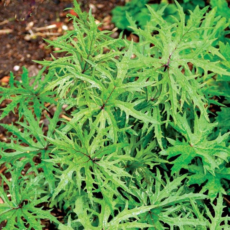 Бузульник Пржевальского Dragon Wings