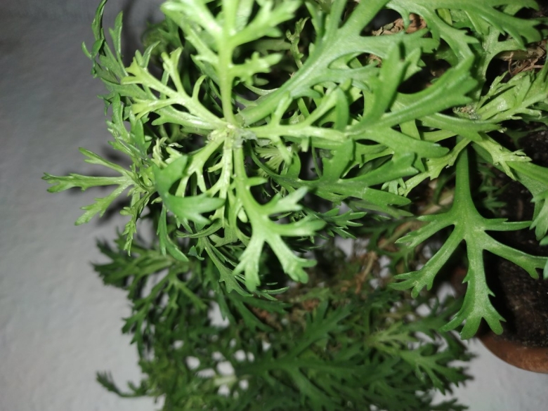 Хатиора Оленьи рожки