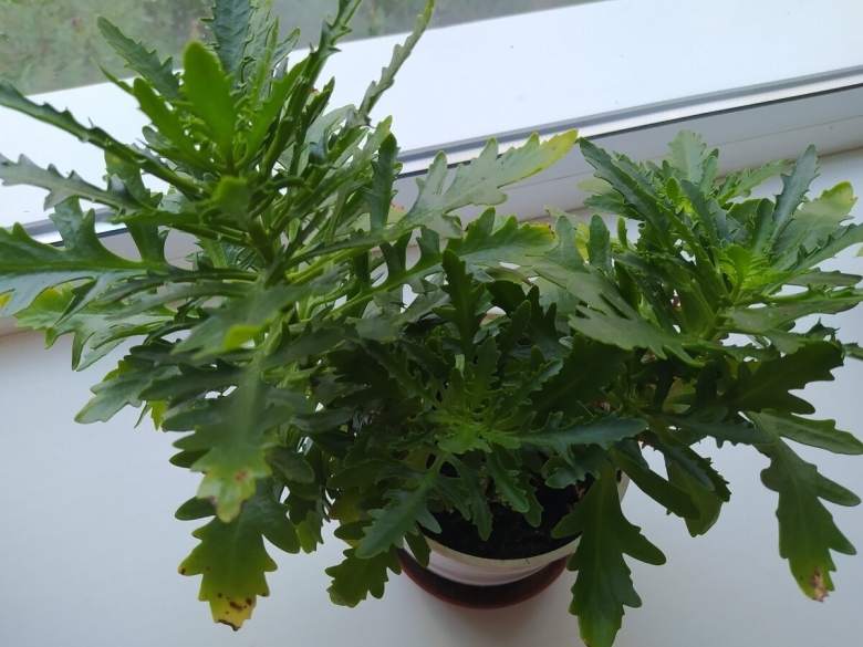 Оленьи рожки каланхоэ Лациниата