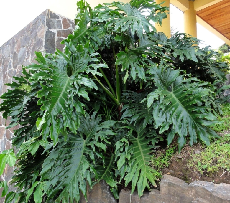 Филодендрон селло