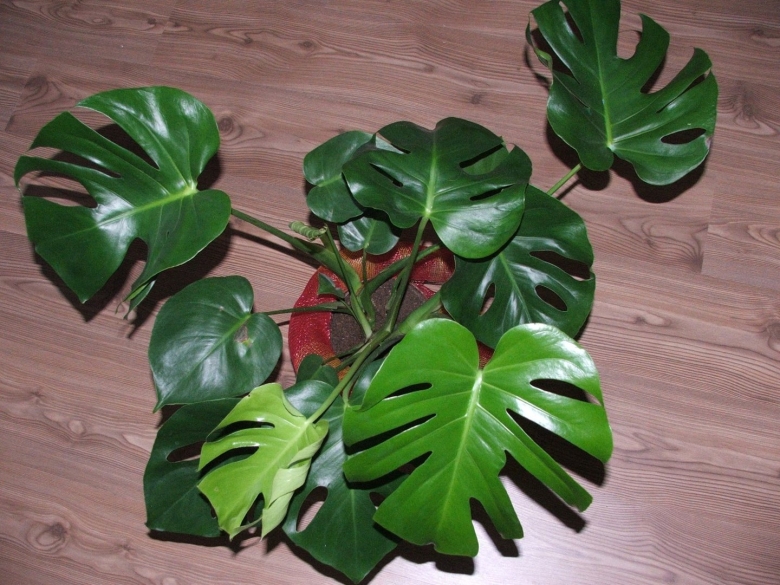 Цветок с резными листьями комнатный