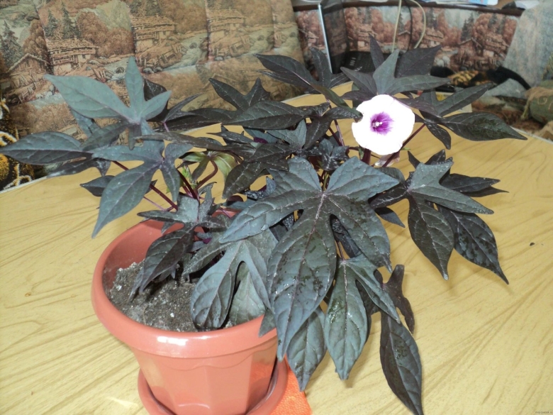 Комнатный цветок с резными листьями фиолетового цвета