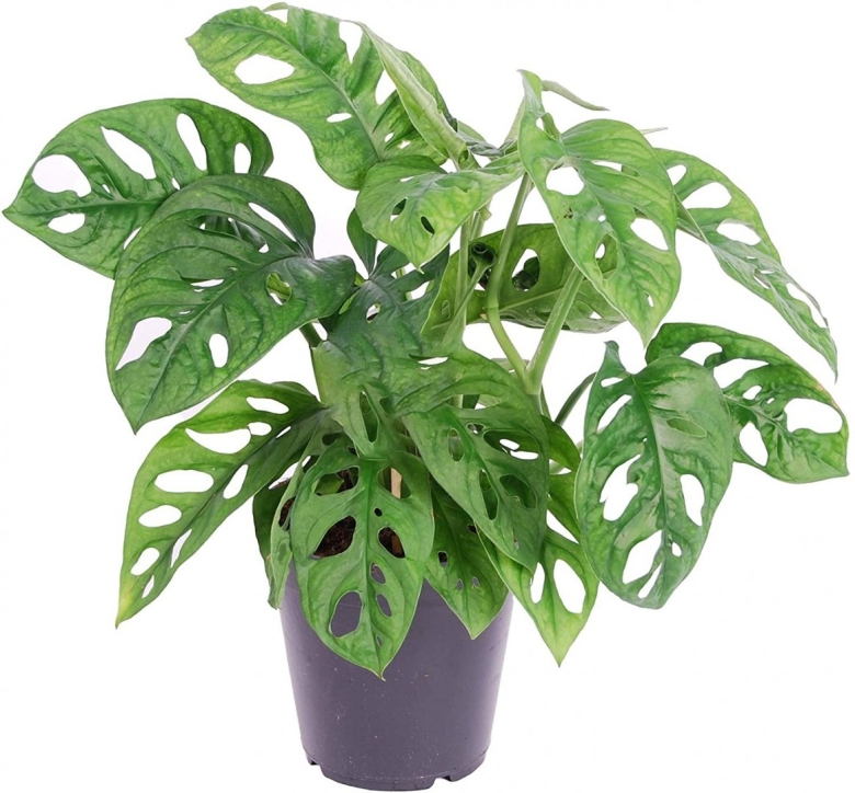 Монстера Адансона Monstera adansonii