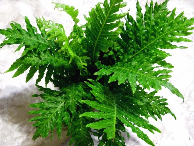 Блехнум папоротник