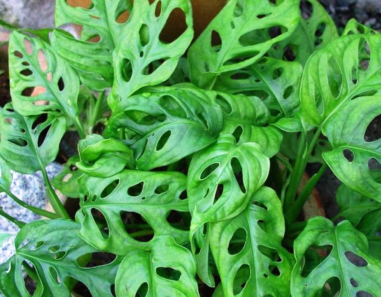 Монстера Адансона