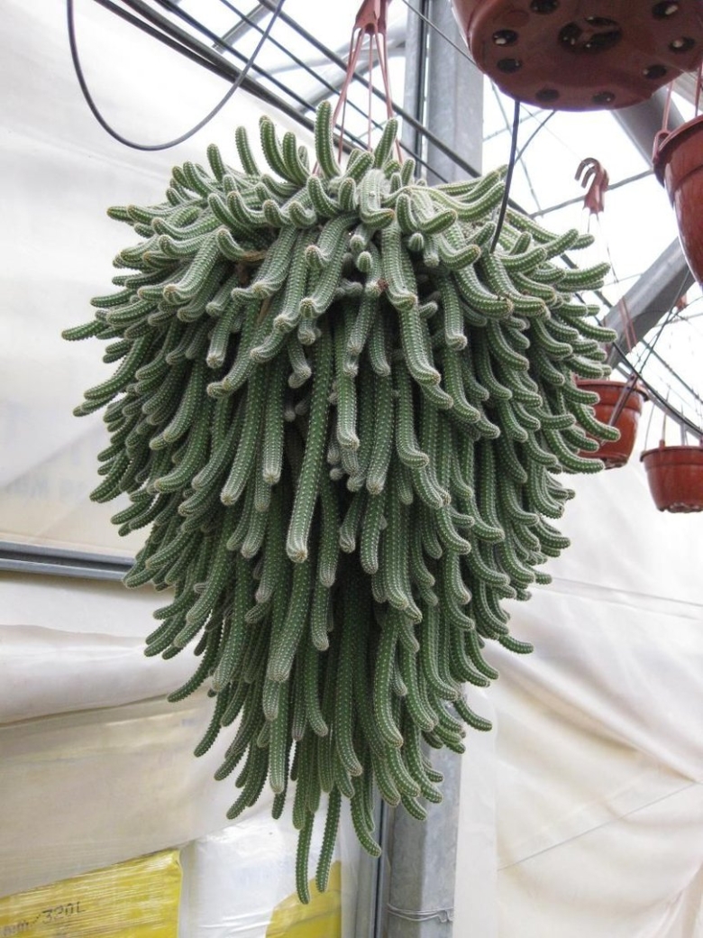 Aporocactus flagelliformis