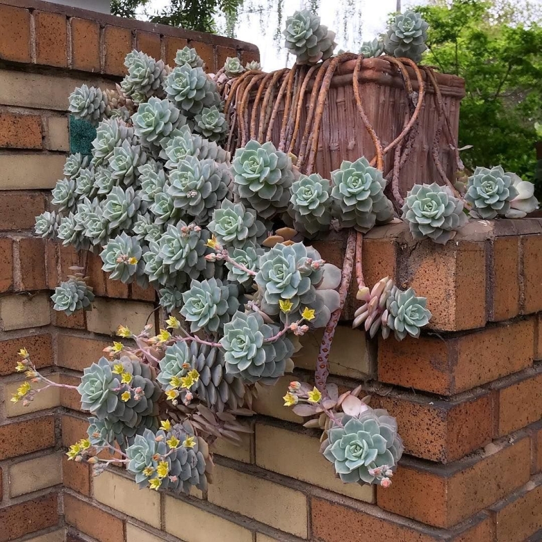 Ампельные Суккуленты