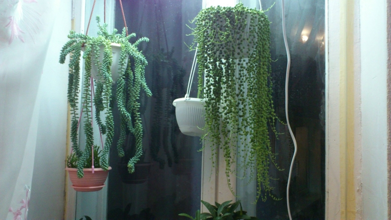 Крестовник Крассула