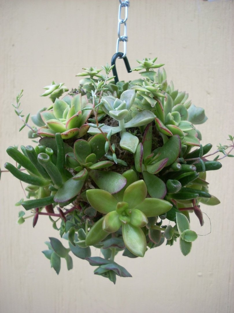 Суккулент ампельный Атена