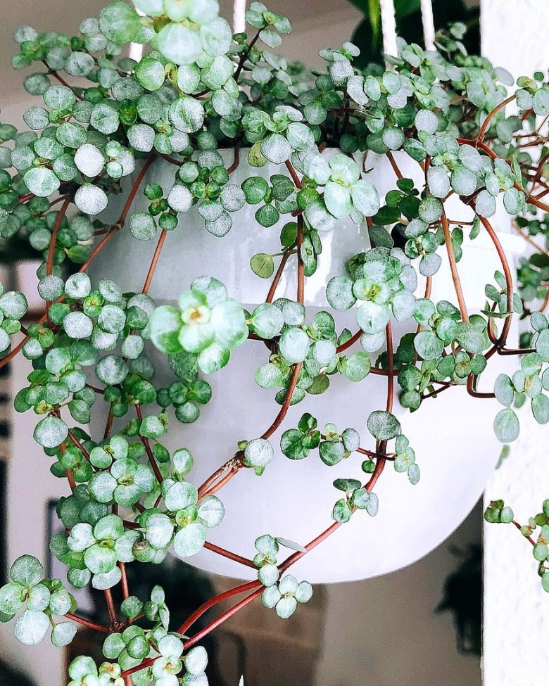 Пилея мелколистная ампельные