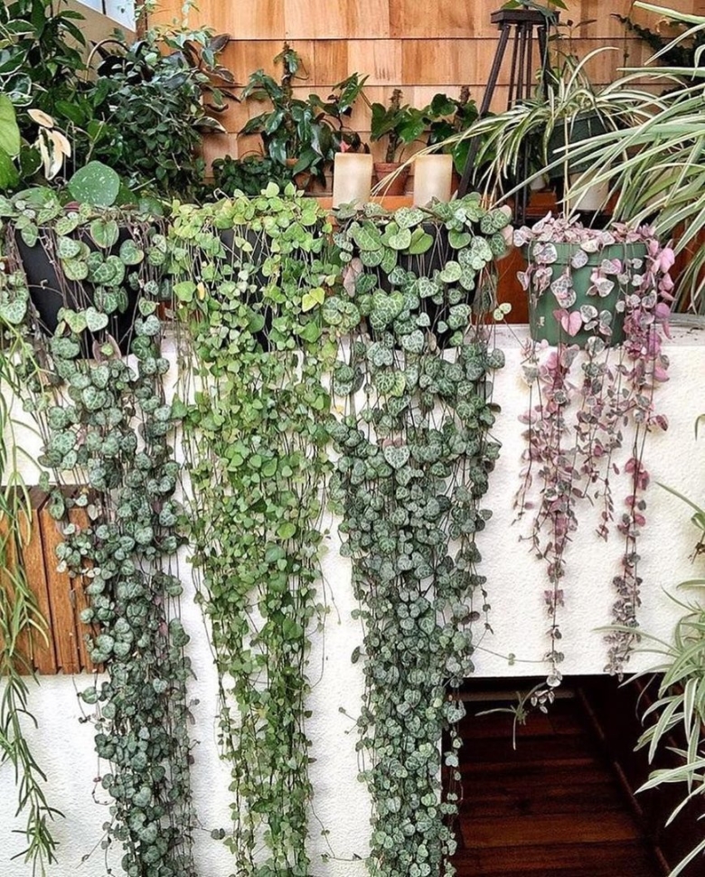 Церопегия Вуди линеарис