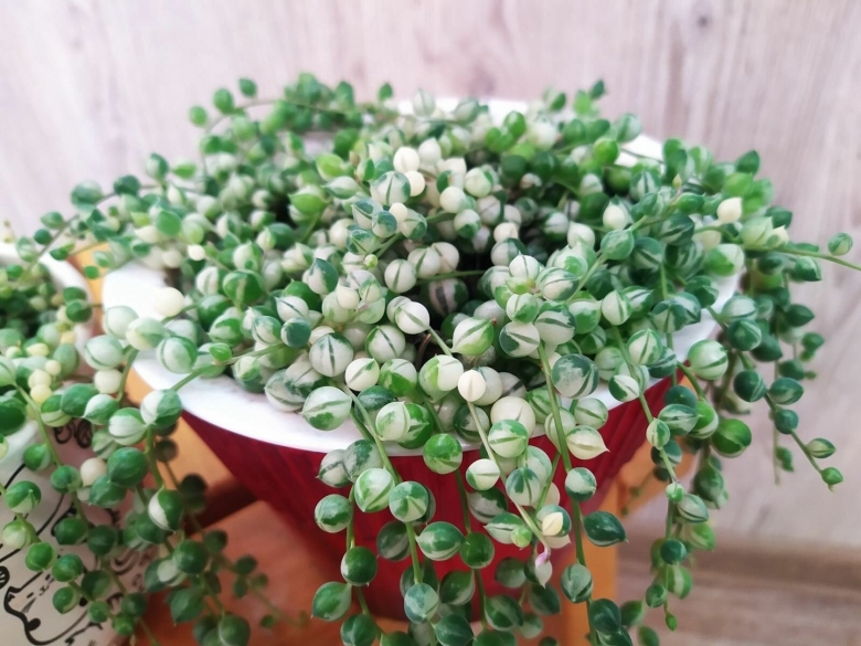 Крестовник Роули шарики