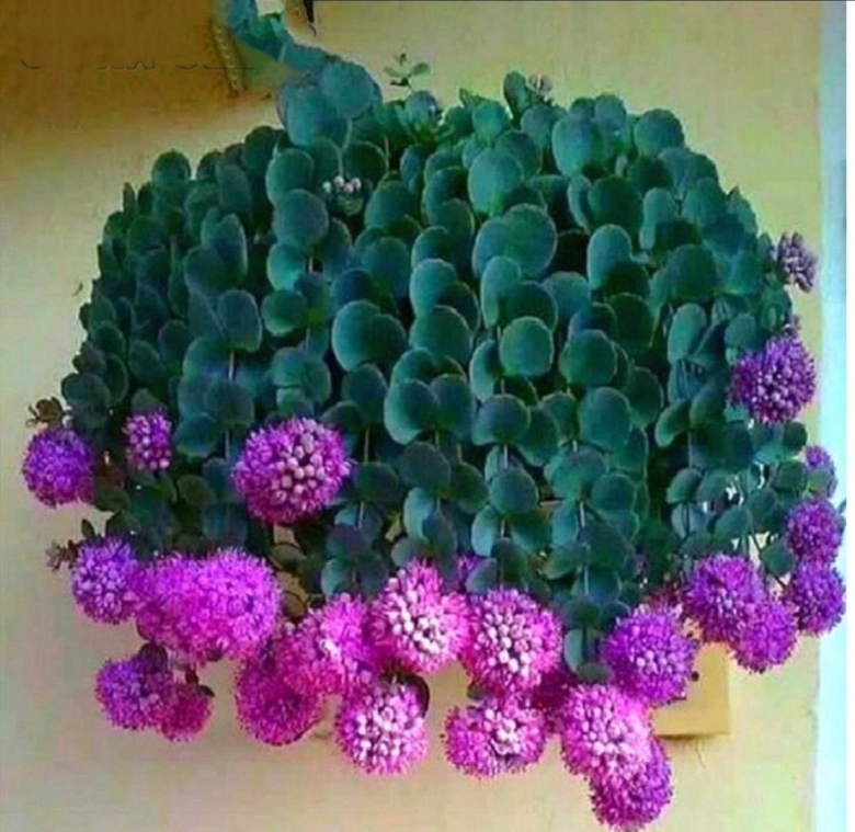 Очитник Зибольда суккулент