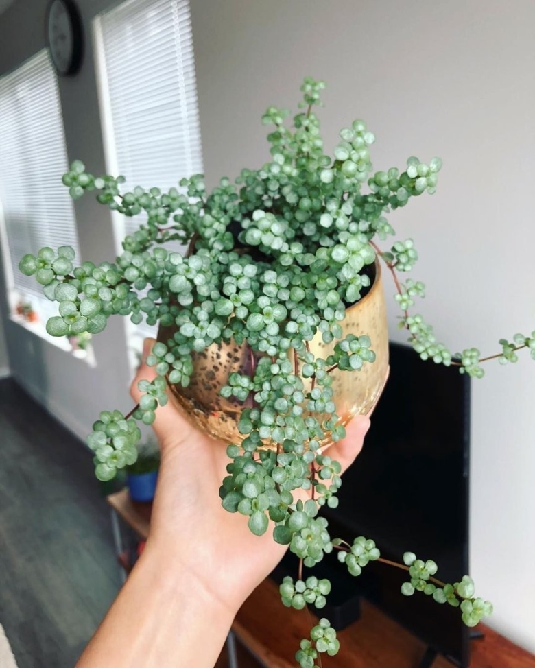 Пилея мелколистная ампельные