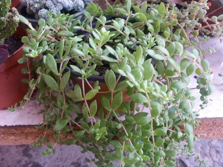 Очиток ампельный