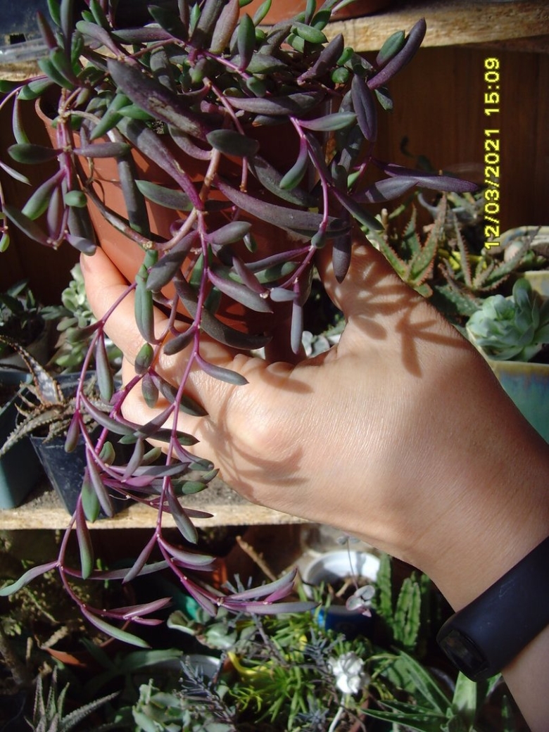 Ампельные Суккуленты виды