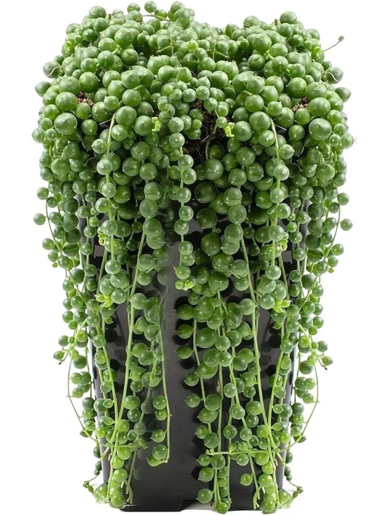 Крестовник Роули