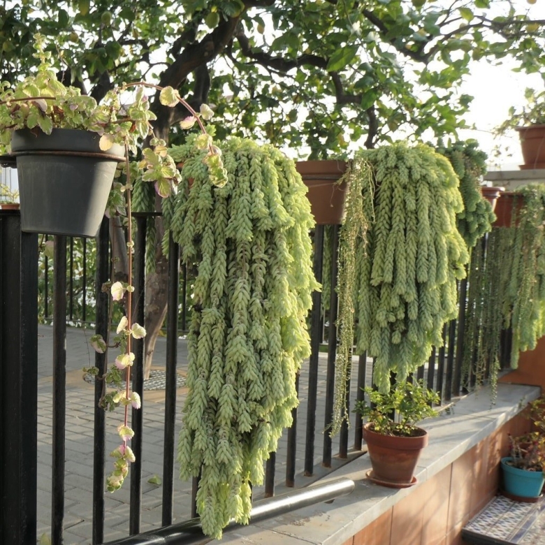 Суккулент свисающий из горшка