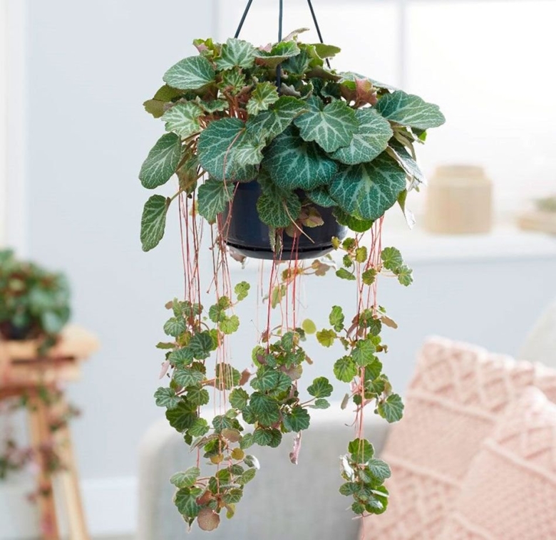 Камнеломка плетеносная цветок