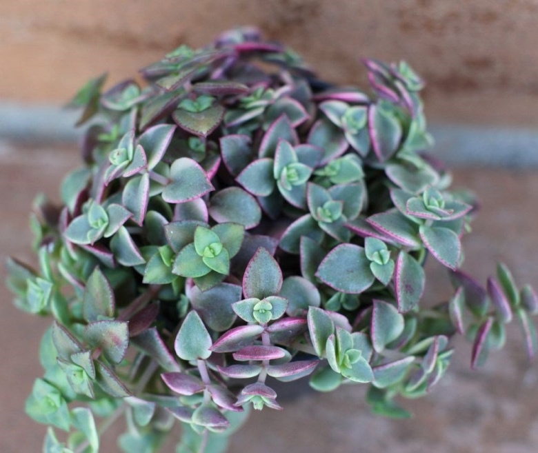 Крассула седум Моргана