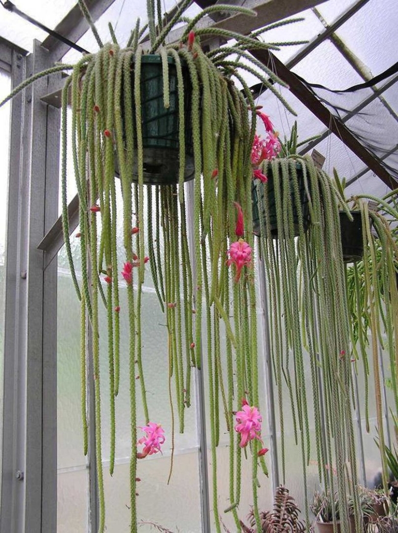 Апорокактус флагеллиформис