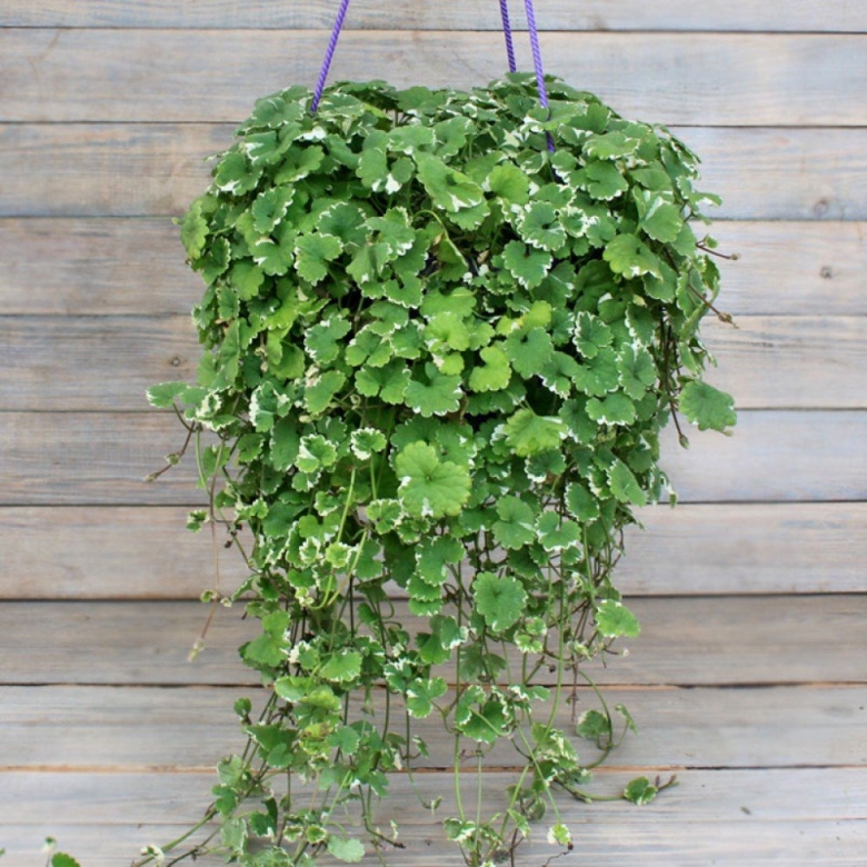 Будра вариегатная ампельная