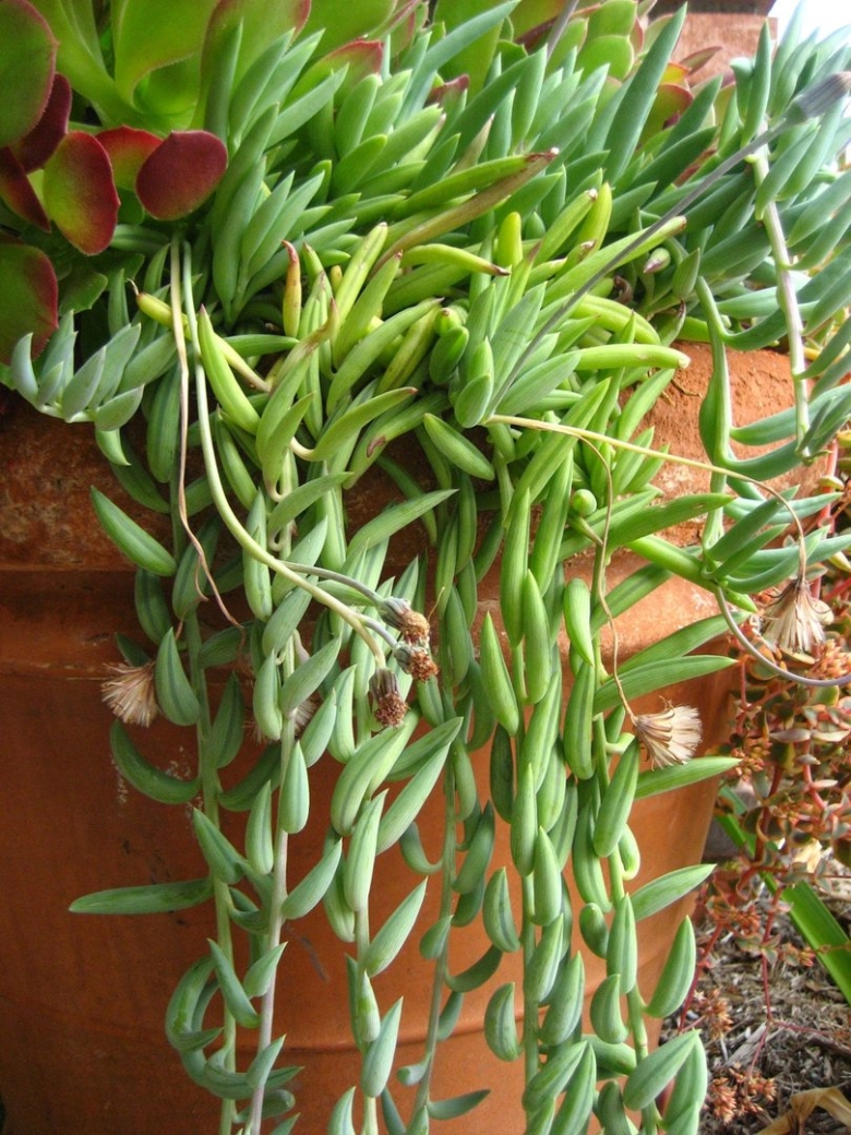 Суккулент Очиток Моргана