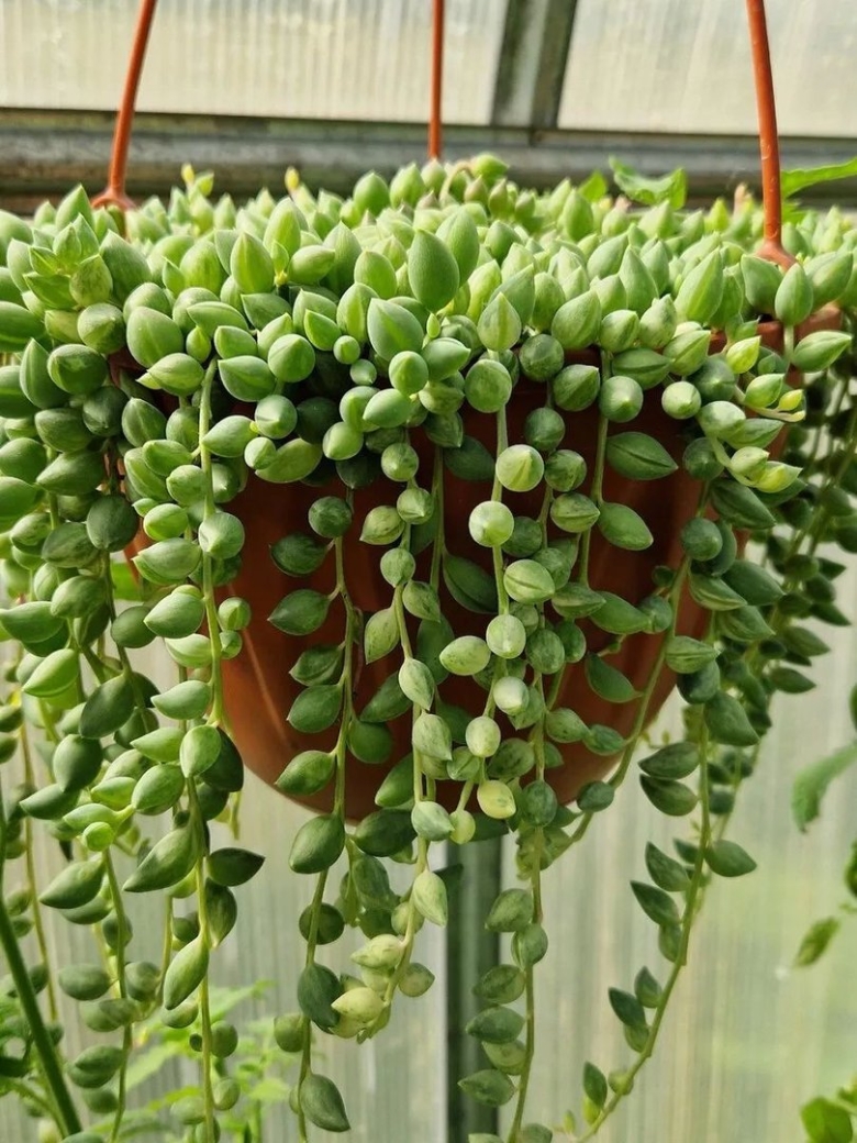 Крестовник Геррейна